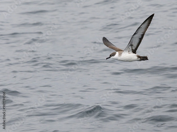 Obraz Great shearwater, Puffinus gravis