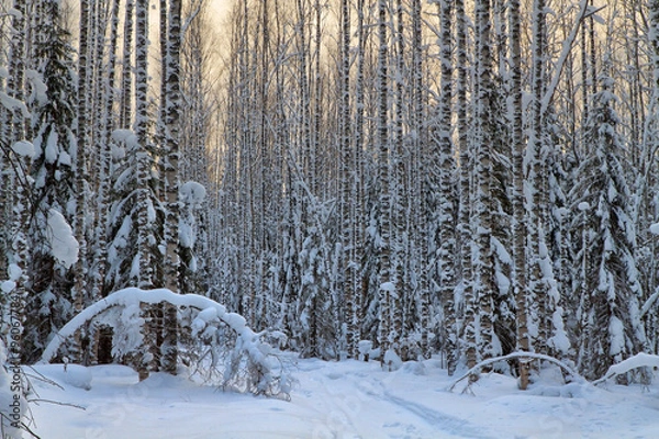 Fototapeta Path in winter forest