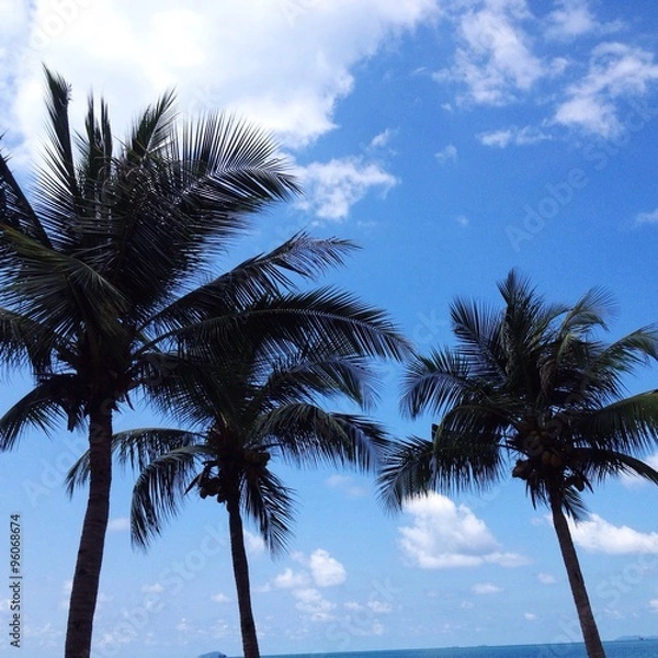 Fototapeta palm beach