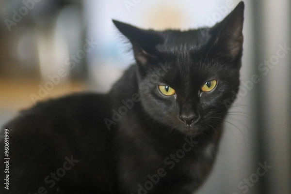 Obraz black cat portrait
