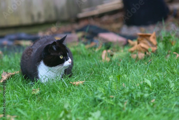 Obraz cat on grass