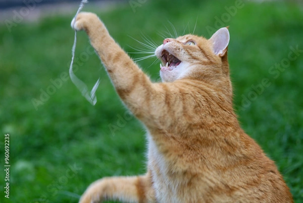 Obraz cat on the grass