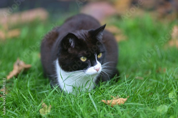 Obraz cat on grass