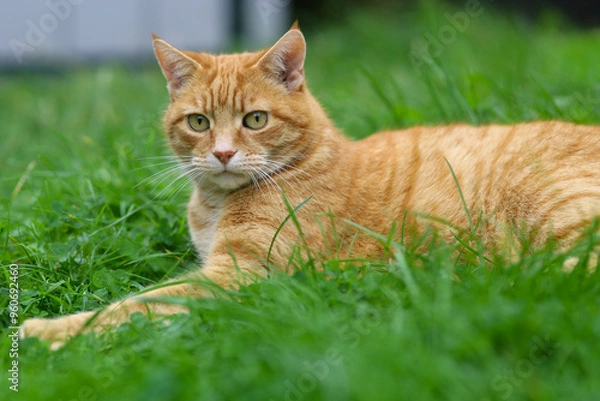 Obraz cat in grass