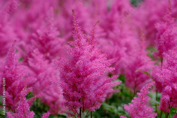 Fototapeta Pink flowers background