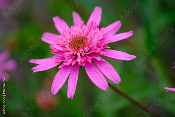 Fototapeta Pink flowers background 