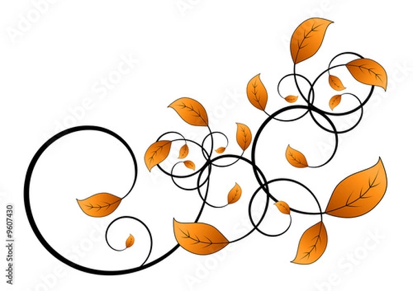 Fototapeta flora vine leaf isolated on white background