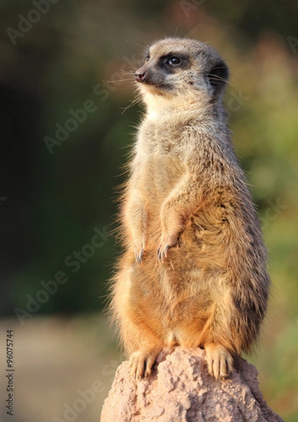 Obraz wachendes Erdmännchen