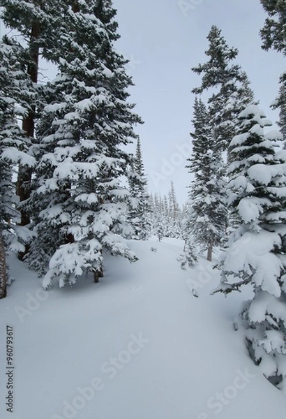 Obraz snow covered trees