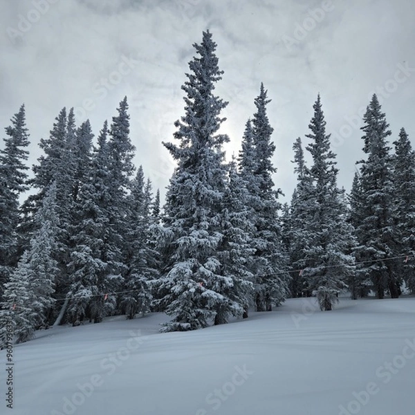 Obraz snow covered trees