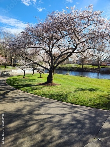 Obraz spring in the park