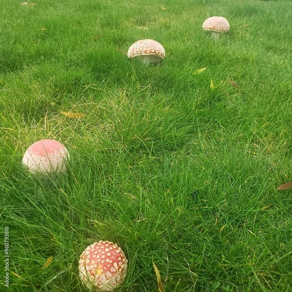 Obraz Mushrooms in the grass