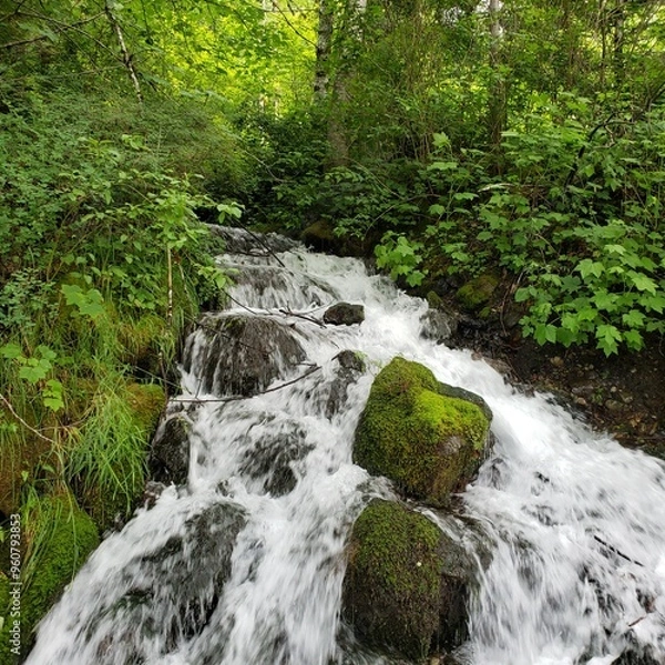 Obraz waterfall in the forest