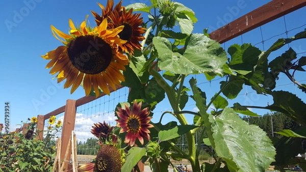 Obraz Sunflowers