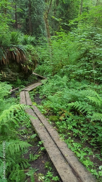Obraz Foot path in forest 