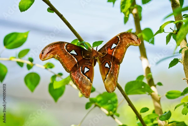 Fototapeta Atlas moth (Attacus atlas) on tree Aruba