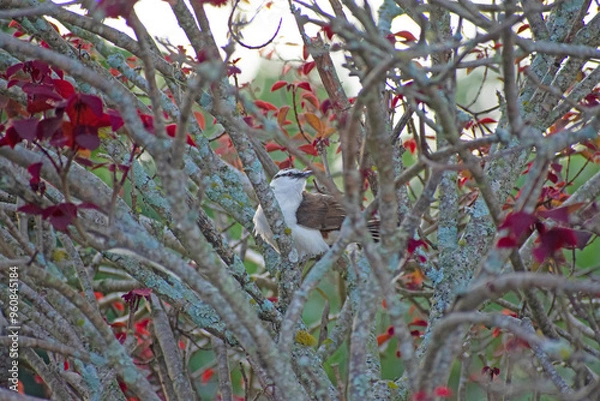 Fototapeta Bicolored Wren 