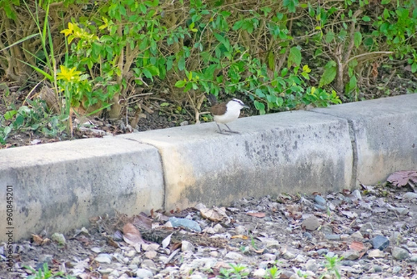 Obraz Bicolored Wren 