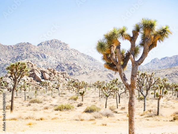 Fototapeta OLYMPUS DIGITAL CAMERA