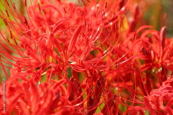 Fototapeta 彼岸花