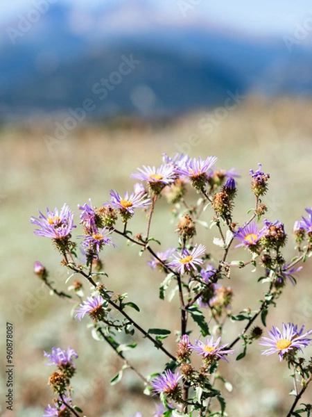 Obraz OLYMPUS DIGITAL CAMERA