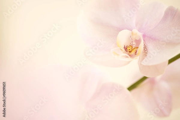 Fototapeta różowy storczyk dendrobium tło.