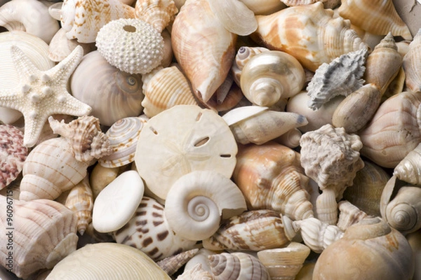 Fototapeta seashell background