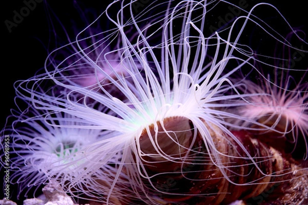 Obraz 美しいイソギンチャク　珊瑚　