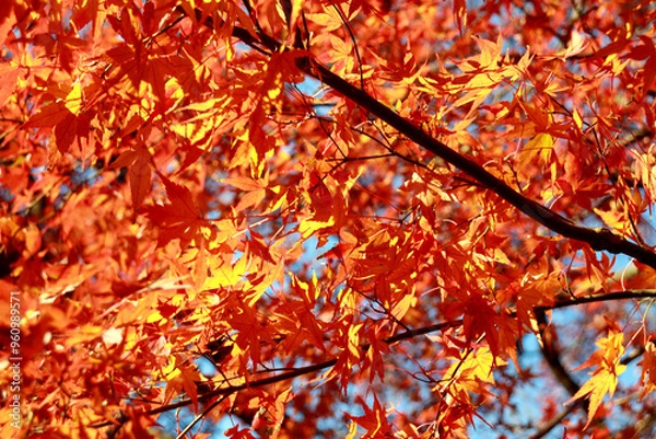 Fototapeta 紅く色づく楓の葉