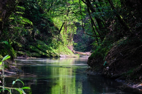 Obraz 大出水の湧水の静かな森の風景