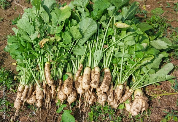 Obraz 밭에서 갓 수확한 알타리무