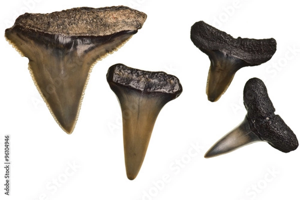 Obraz fossilized shark teeth isolated on white