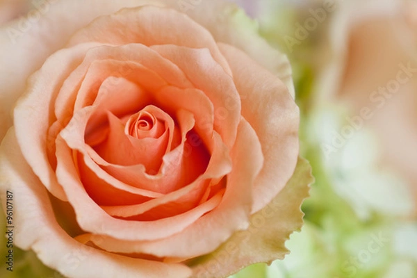 Fototapeta peach rose