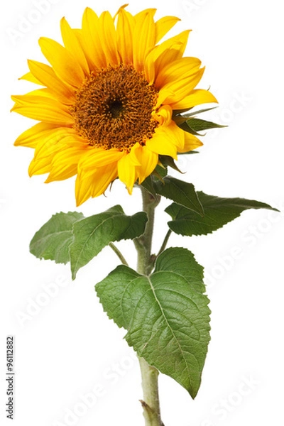 Fototapeta sunflower isolated