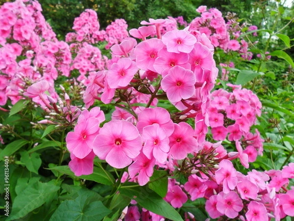 Obraz floks (płomyk)