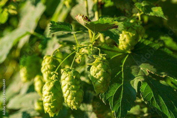 Fototapeta Bavarian Hops Dolden in close up view with soft bokeh green background 