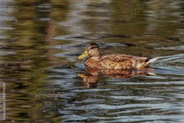 Obraz Common Mallard Anas platyrhynchos - a species of water bird in the Anatidae family. It is the most common and widespread species of duck. It inhabits most of the Northern Hemisphere. Poland