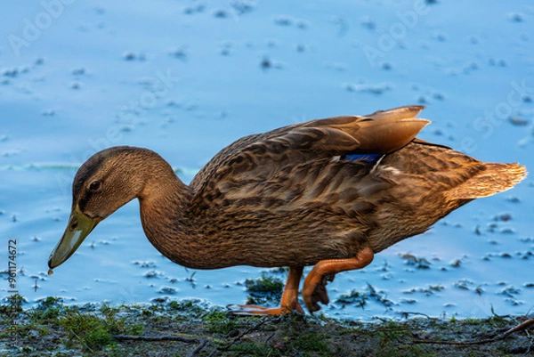 Obraz Common Mallard Anas platyrhynchos - a species of water bird in the Anatidae family. It is the most common and widespread species of duck. It inhabits most of the Northern Hemisphere. Poland