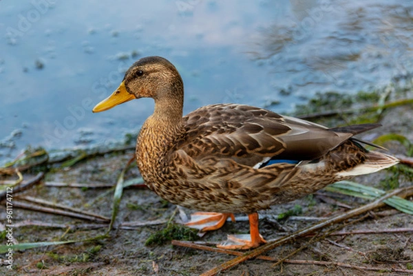 Obraz Common Mallard Anas platyrhynchos - a species of water bird in the Anatidae family. It is the most common and widespread species of duck. It inhabits most of the Northern Hemisphere. Poland