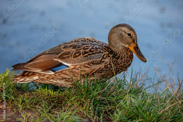 Obraz Common Mallard Anas platyrhynchos - a species of water bird in the Anatidae family. It is the most common and widespread species of duck. It inhabits most of the Northern Hemisphere. Poland