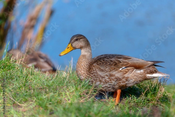 Fototapeta Common Mallard Anas platyrhynchos - a species of water bird in the Anatidae family. It is the most common and widespread species of duck. It inhabits most of the Northern Hemisphere. Poland