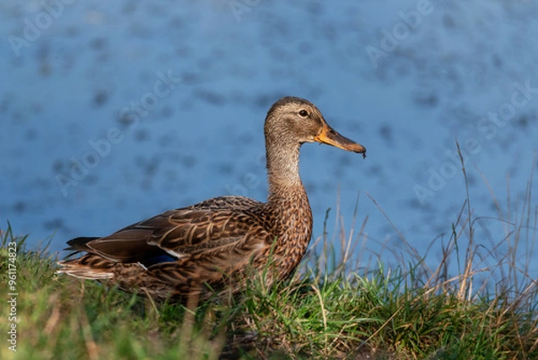 Obraz Common Mallard Anas platyrhynchos - a species of water bird in the Anatidae family. It is the most common and widespread species of duck. It inhabits most of the Northern Hemisphere. Poland
