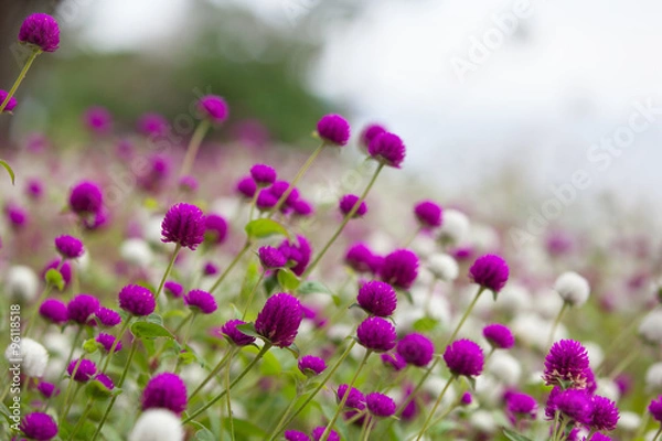 Fototapeta Цветы в ботаническом саду Маримутра. Бланес, Каталония, Испания
