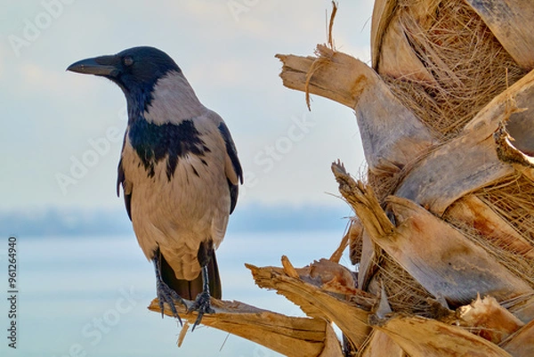 Obraz Gray crow sitting on the palm.