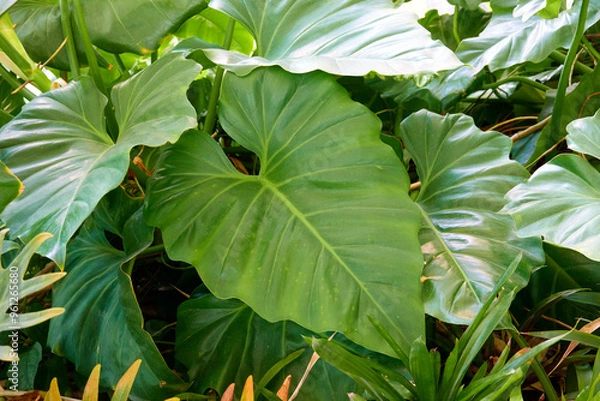 Obraz Green leaves in the garden