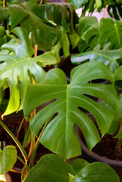 Obraz Green leaves in the garden
