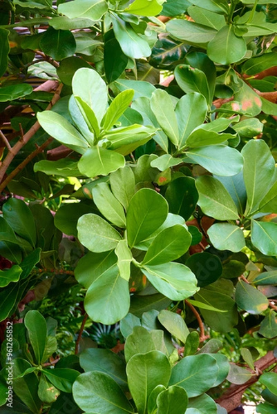 Obraz Green leaves in the garden