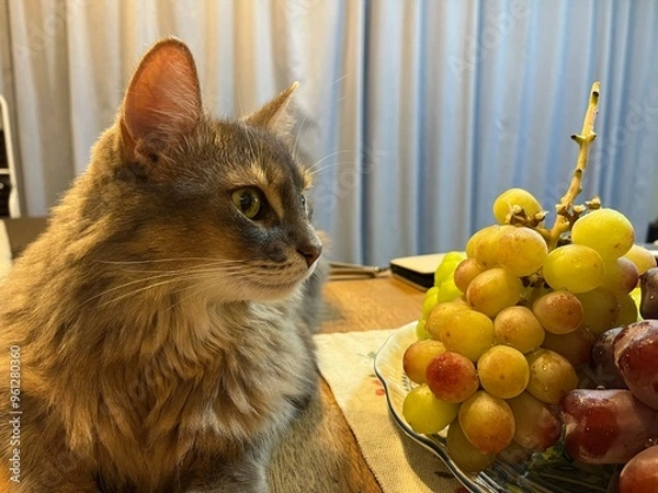 Obraz 美しい猫とぶどう