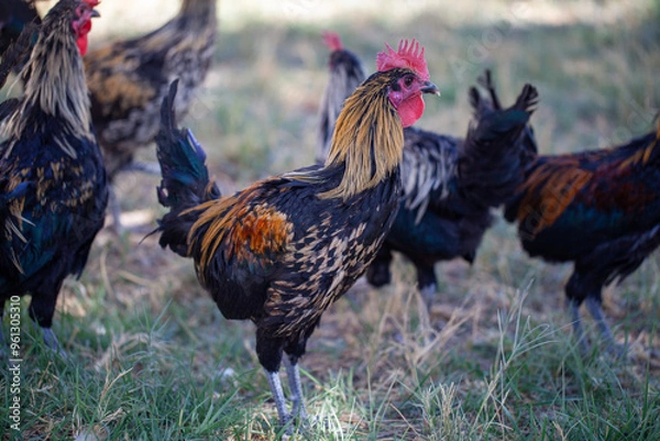 Fototapeta a group of colorful roosters, with one standing prominently in the foreground, displaying vibrant plumage and a red comb while standing in a grassy outdoor 