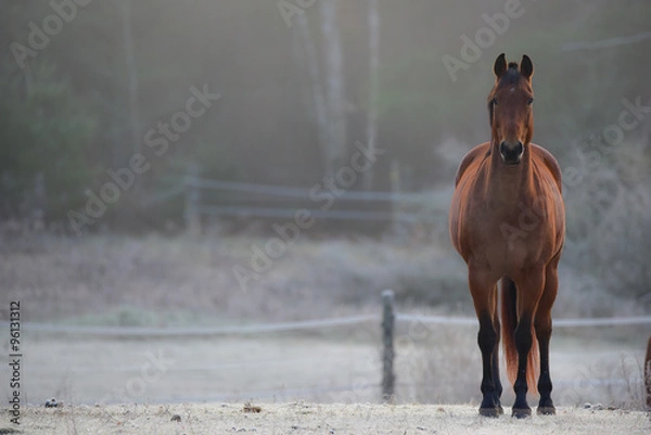 Fototapeta Horse in his corral, looking at camera. frosty November morning finds horses in a corral , grazing, relaxing and welcoming the early sunrise.